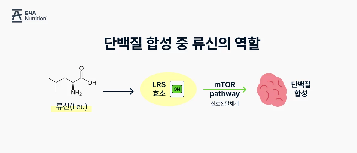 단백질의 근합성