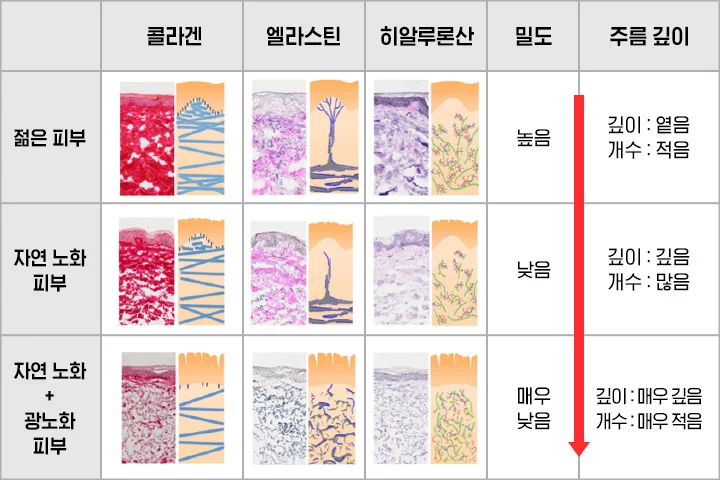 콜라겐과 피부노화